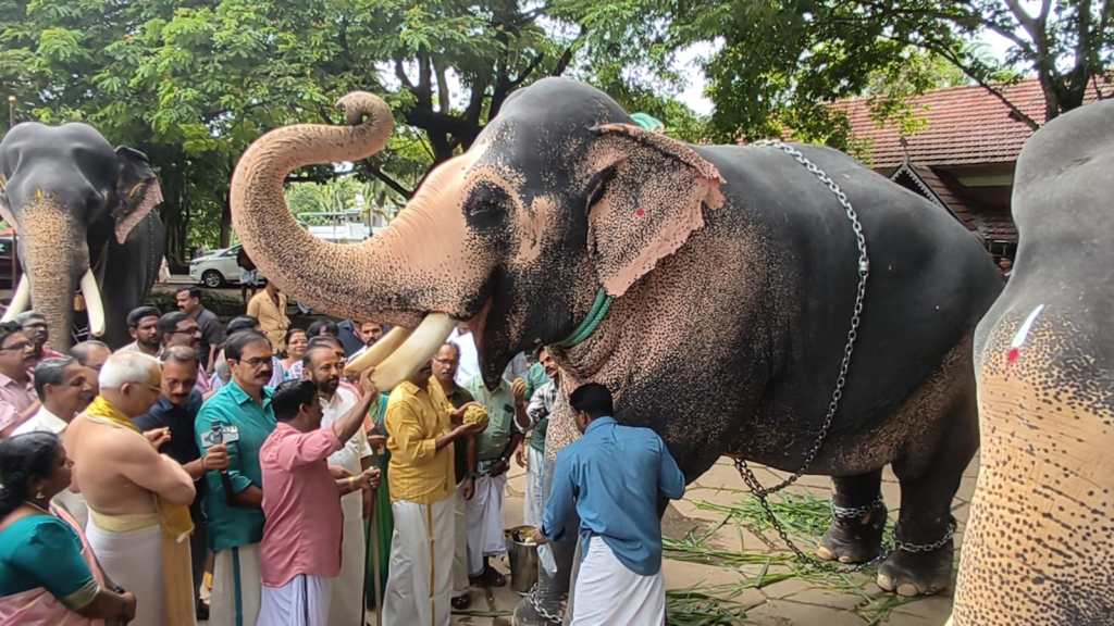 Guruvayur Devaswom begins annual wellness therapy for temple elephants with Anayoott